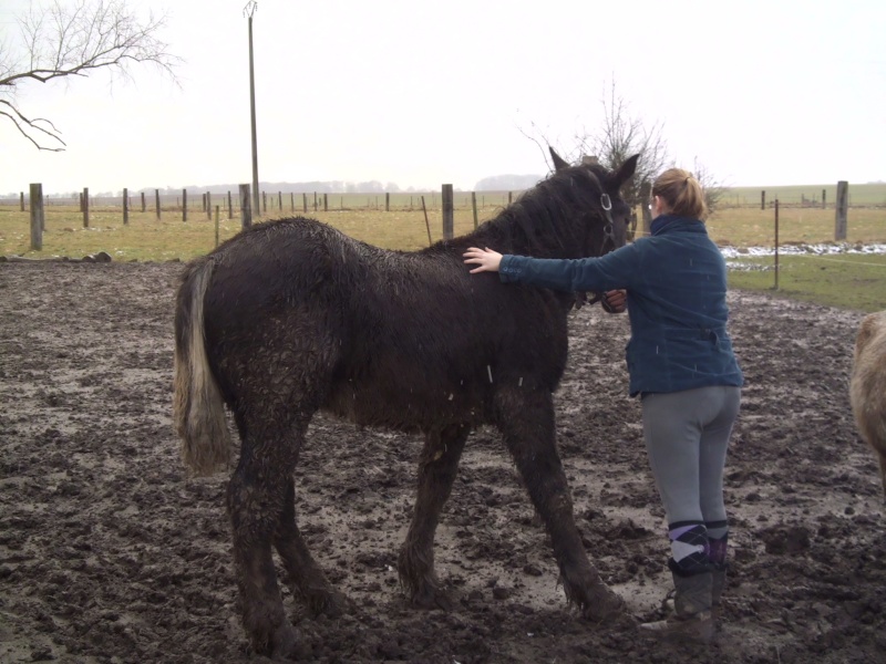 Dept 63, Bambou (ex Babar), Percheron/Comtois sauvé par Avallon !(Janvier 2012) - Page 11 Dsci0148