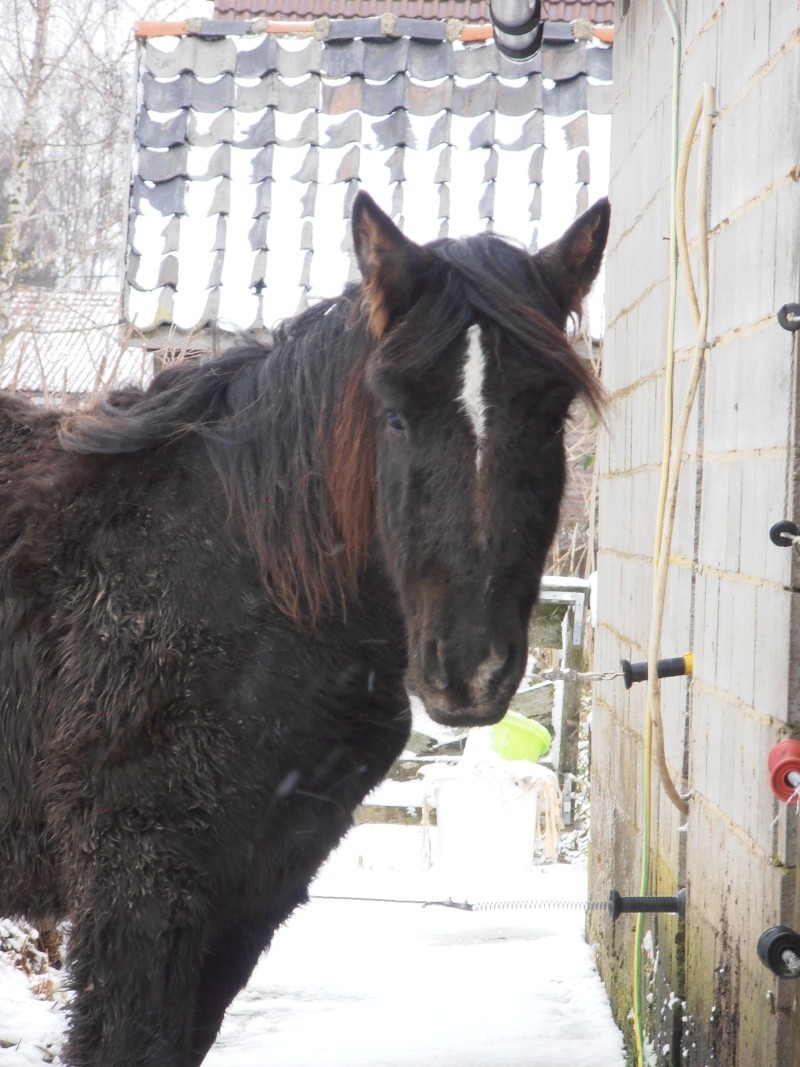 Dept 63, Bambou (ex Babar), Percheron/Comtois sauvé par Avallon !(Janvier 2012) - Page 15 Pc070214