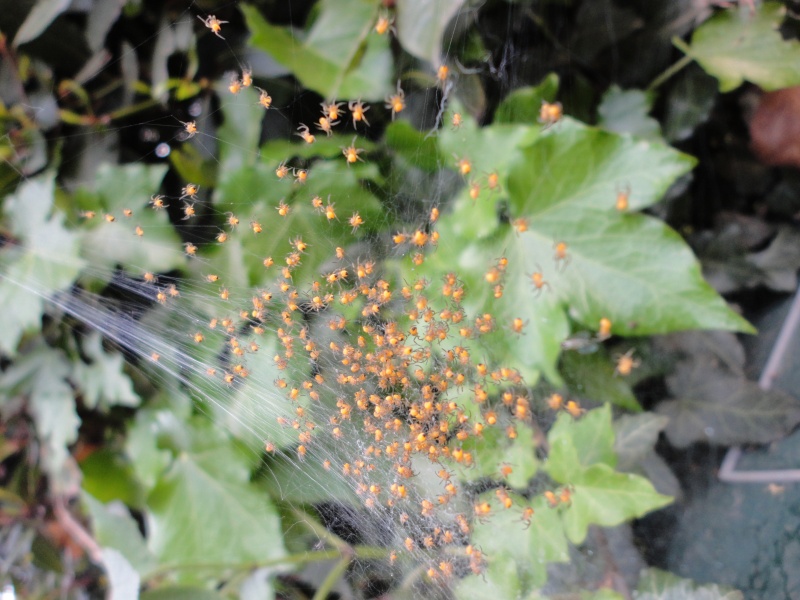 petite photo du jardin ;) Dsc01713