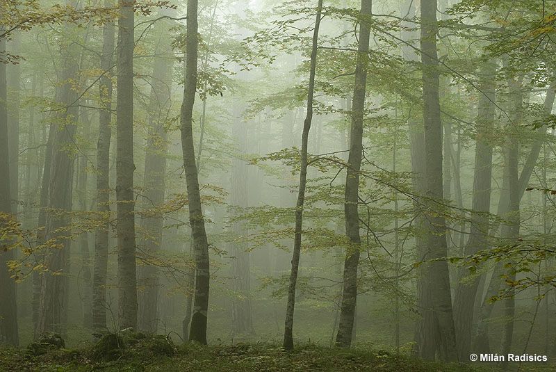 Humeur du jour... en image - Page 2 Foret10