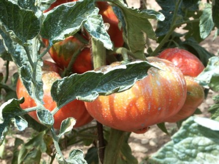 L' insolite du jour - Page 4 Tomate10