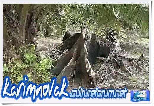 ENVIRONNEMENT : PALM OIL DEFORESTATION K_nov425