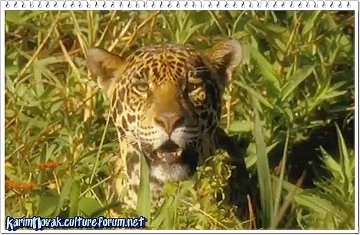 GAIA - Fauve d'Amazone , le jaguar K_nova67