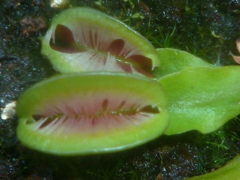 Dionaea "Fused Tooth" P1030216