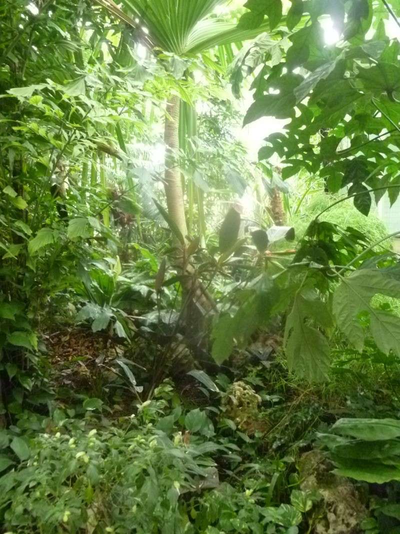 jardin botanique de caen avec dionée P1040512