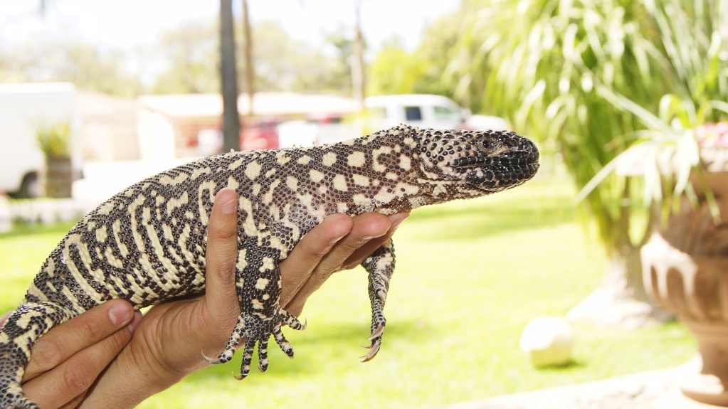 Heloderma horridum horridum _dsc5313