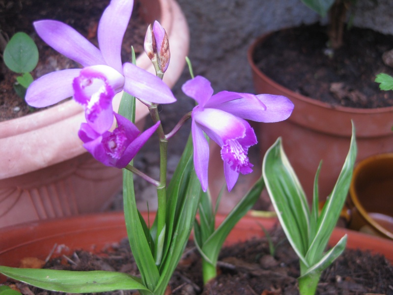 orchidee"bletilla"rustique - Page 2 Bego_021