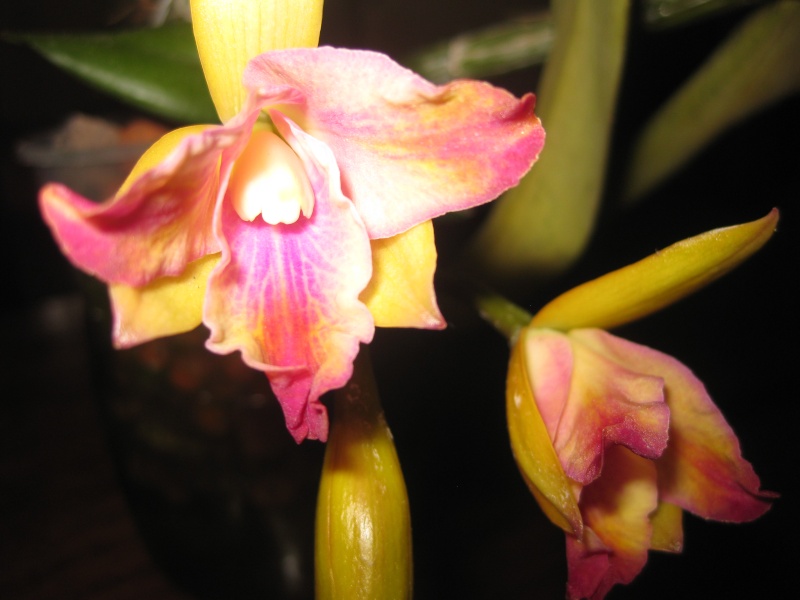 encore des orchidées Hib_0010