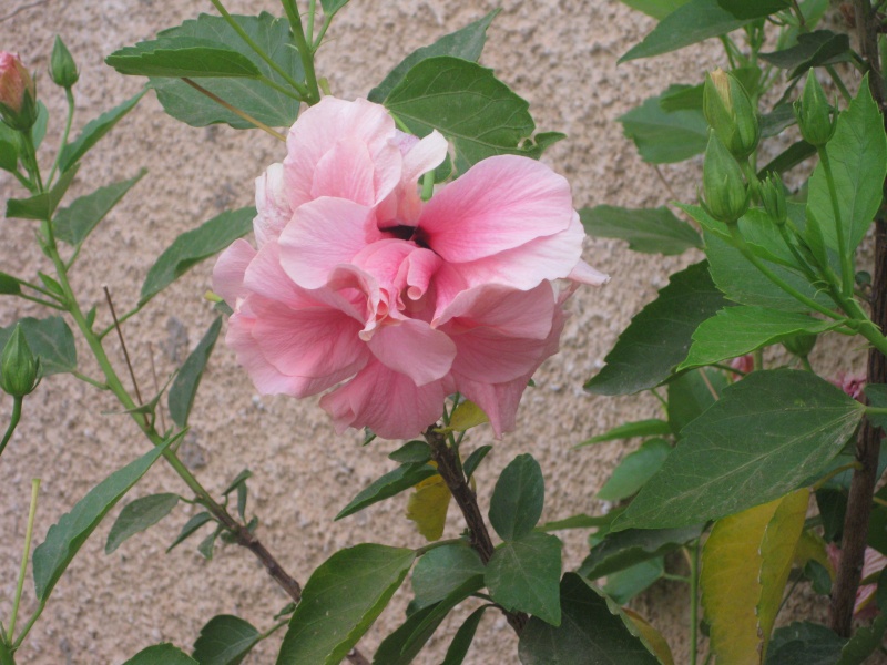 hibiscus mon prefere Hoycle14