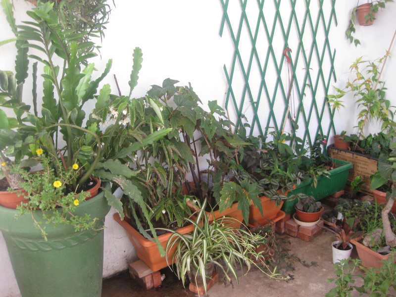 jardin en pot et a l ombre Plante11