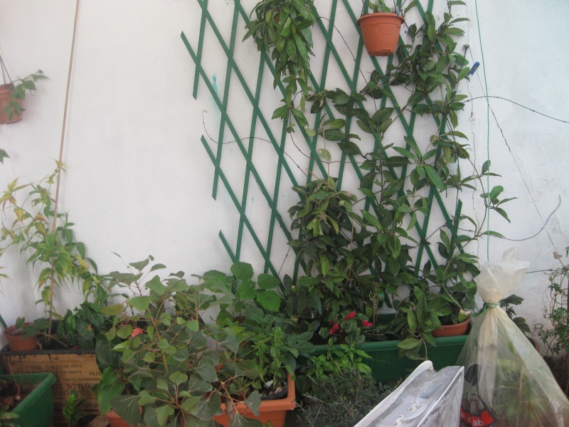 jardin en pot et a l ombre Plante12