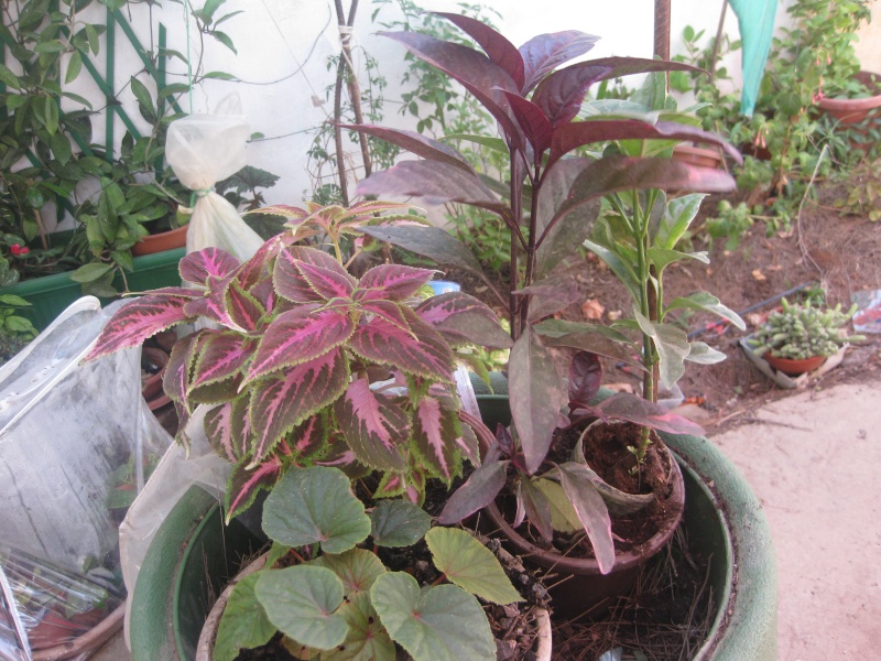 jardin en pot et a l ombre Plante13