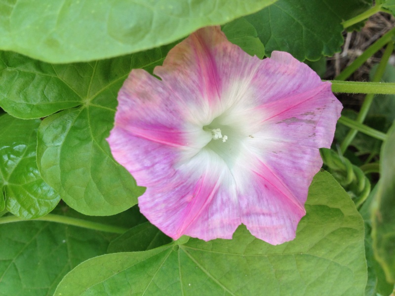 ipomees Roses_27