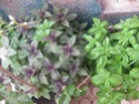 jardin en pot et a l ombre Plante14