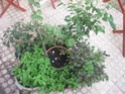 jardin en pot et a l ombre Plante15