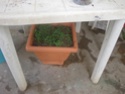 jardin en pot et a l ombre Plante16