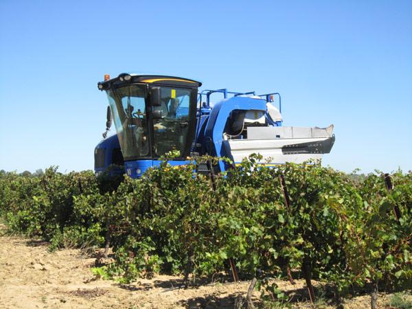 Vendanges en Languedoc 11-cop12