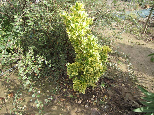 arbustes à feuillage panaché 28-img11