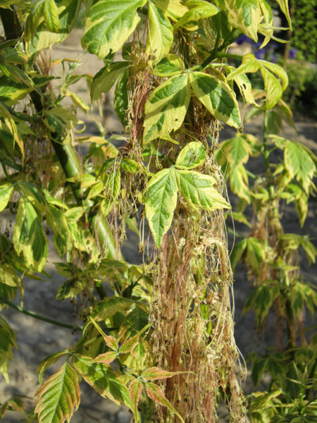 arbustes à feuillage panaché Img_0210