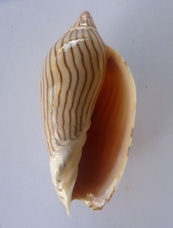 Amoria ellioti (G. B. Sowerby II, 1864) P1070541
