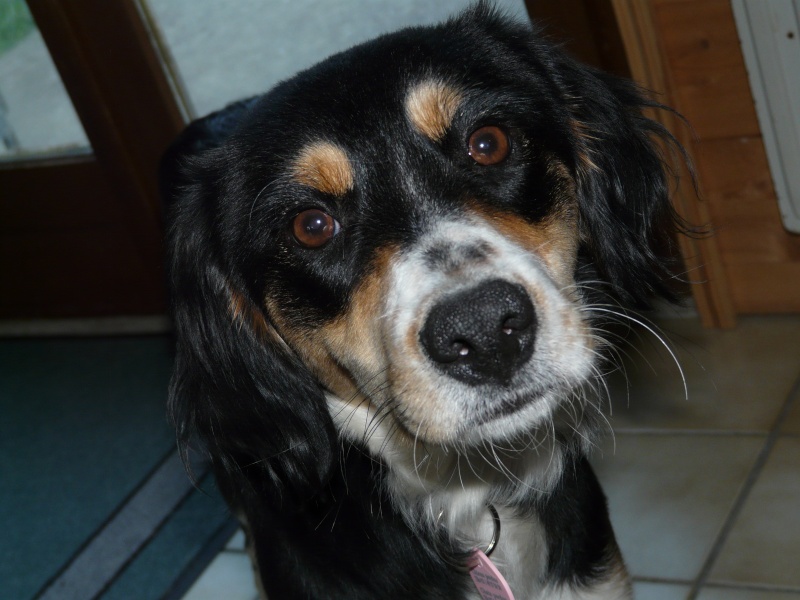 Gamine croisée setter/border assoc' bêtes de scènes. Gamine20