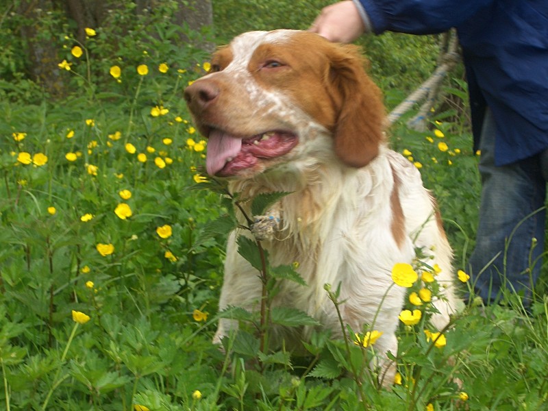 MATISSE  -  Epagneul Breton  9 ans  -  SPA DE POITIERS (86) Matiss10