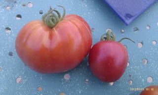 Solanum lycopersicum - les tomates Ppp_0212