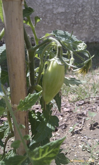 Solanum lycopersicum - les tomates Sambac17