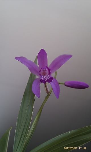 Bletilla striata - orchidée du Japon Zzz_0010