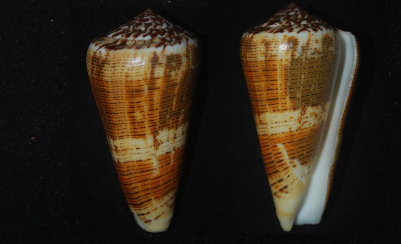 Conus (Pionoconus) circae (Sowerby ll, 1858) voir Conus (Pionoconus) magus Conus_16