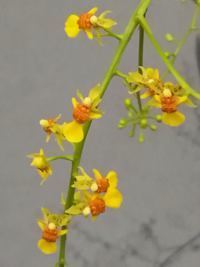 Oncidium hookeri 1059_011