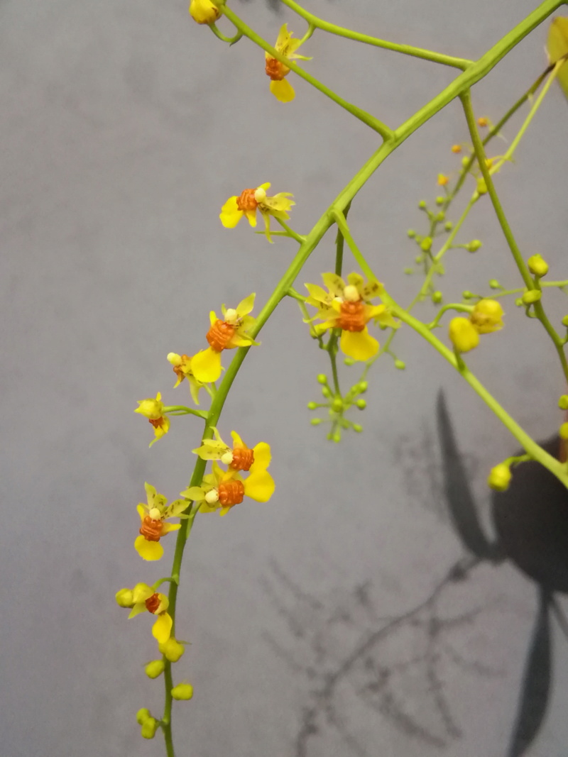 Oncidium hookeri 1059_012