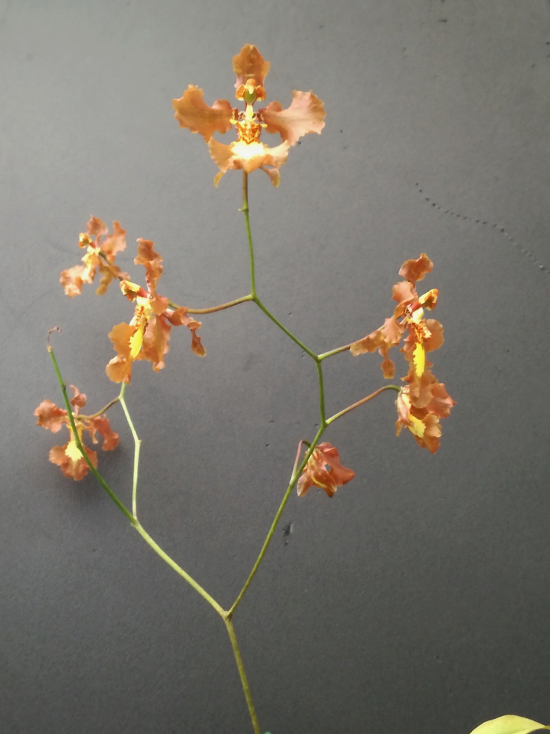 Oncidium crispum 1152_o10