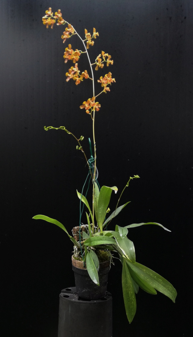 Oncidium litzei Baptis10