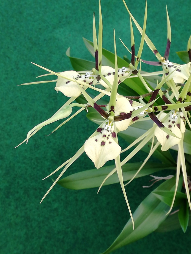 Brassia gireoudiana Brassi11