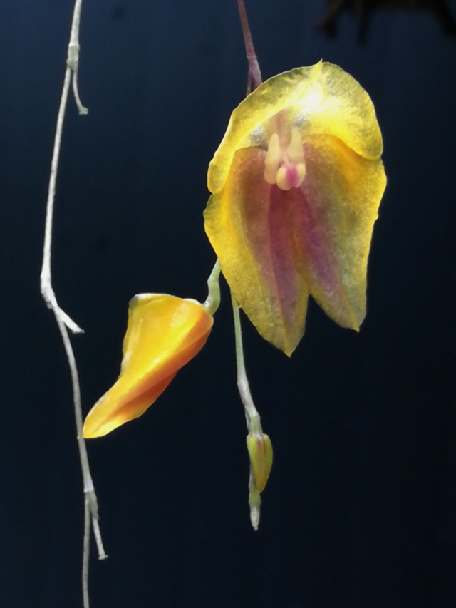 Lepanthes escobariana Lepant21