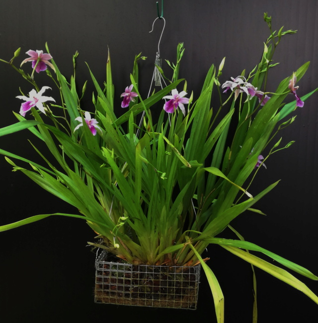 Miltonia regnelli Milton23