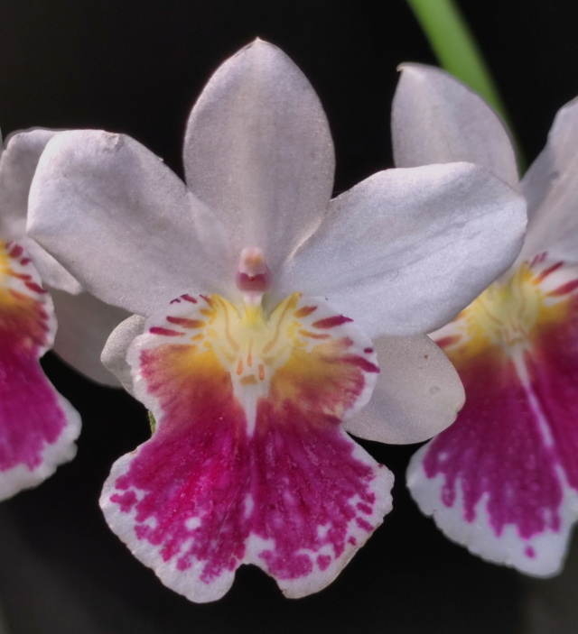 Miltoniopsis phalaenopsis (syn. Miltonia phalaenopsis, Odontoglossum phalaenopsis) Milton54