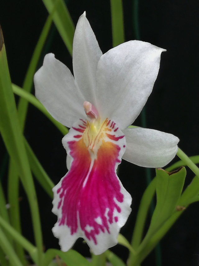 Miltoniopsis phalaenopsis (syn. Miltonia phalaenopsis, Odontoglossum phalaenopsis) Milton64