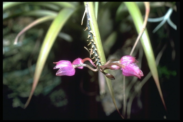 Woher bekommt ihr eure Mini-Orchideen? Nageli15