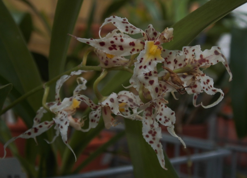 Odontoglossum naevium Odonto13