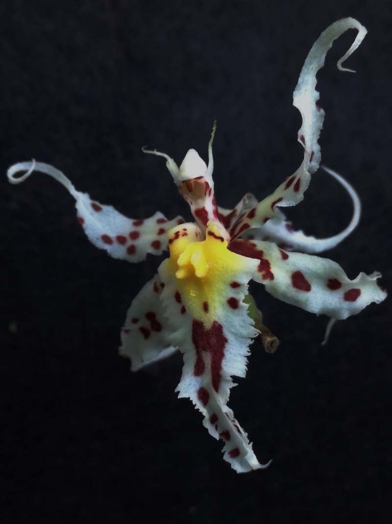 Odontoglossum naevium Odonto15