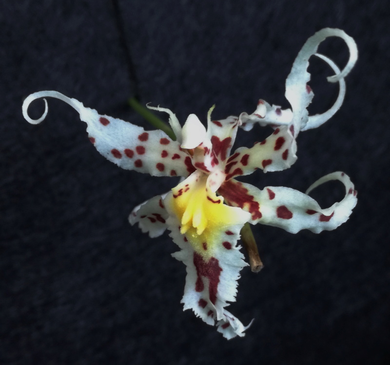 Odontoglossum naevium Odonto17