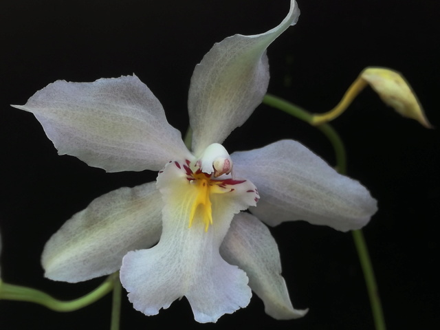 Odontoglossum nobile Odonto24