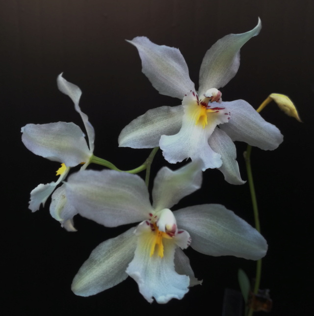 Odontoglossum nobile Odonto25