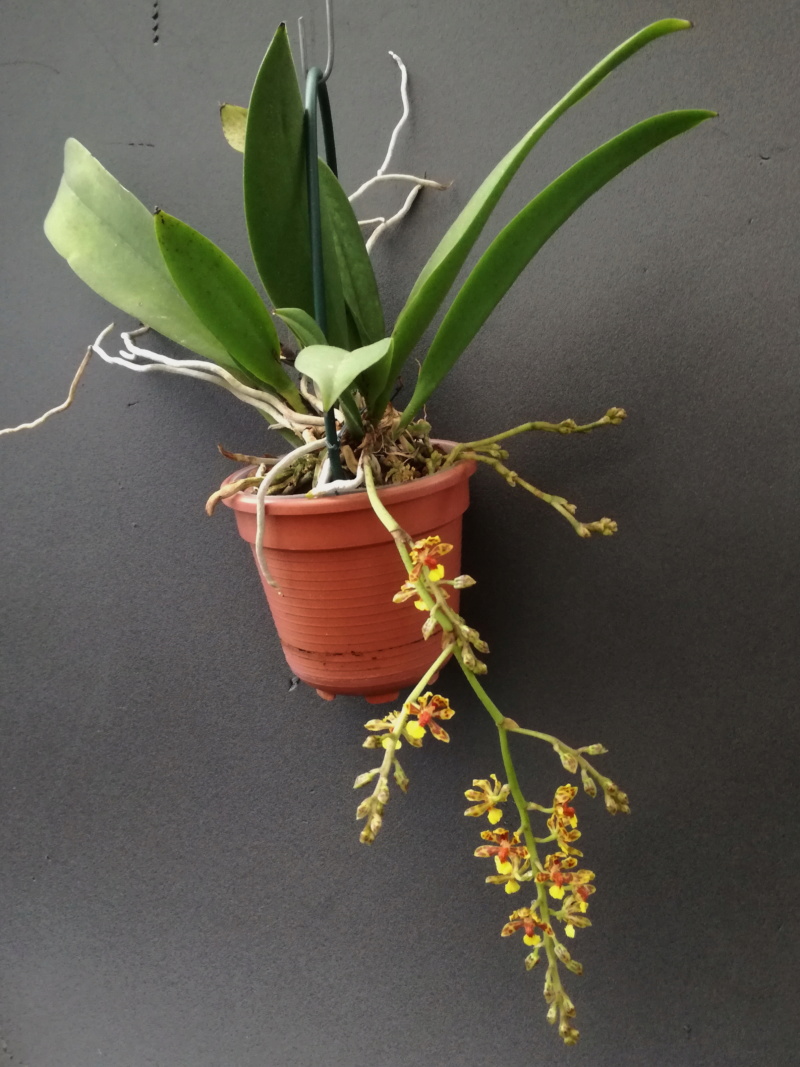 Oncidium nanum - Seite 2 Onc_na11