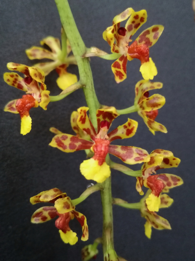 Oncidium nanum - Seite 2 Onc_na12