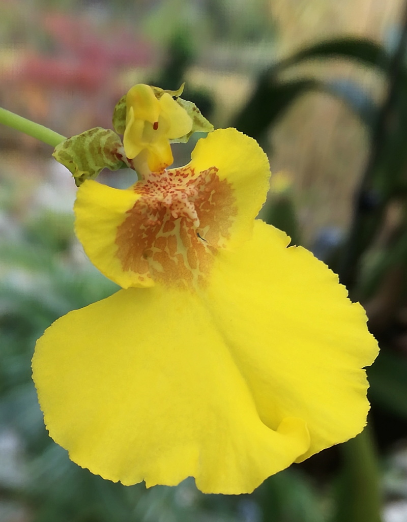 Oncidium varicosum Onc_va10