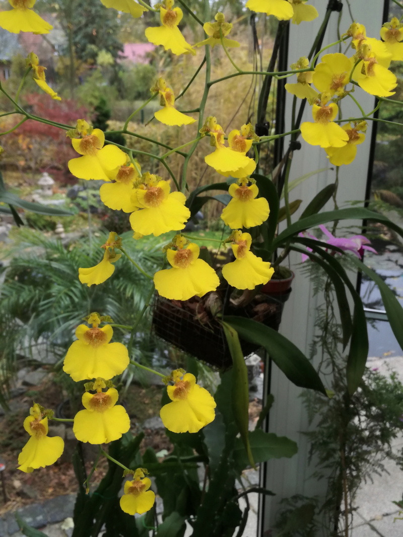 Oncidium varicosum Onc_va11