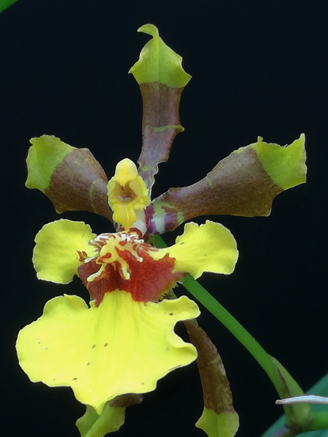 Oncidium croesus Oncid105